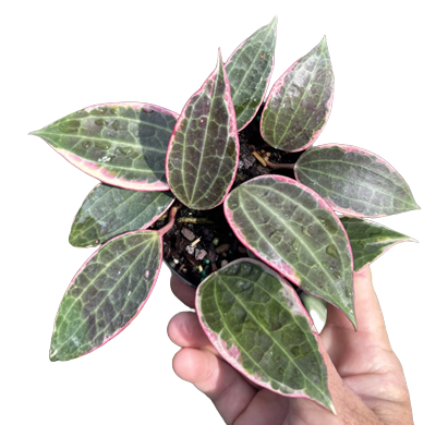 Macrophylla Variegated 